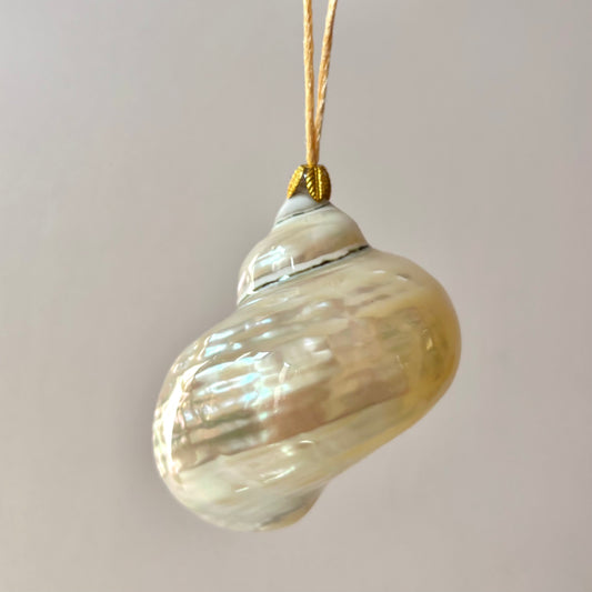 Large 3-3.5" Authentic Shell Ornament