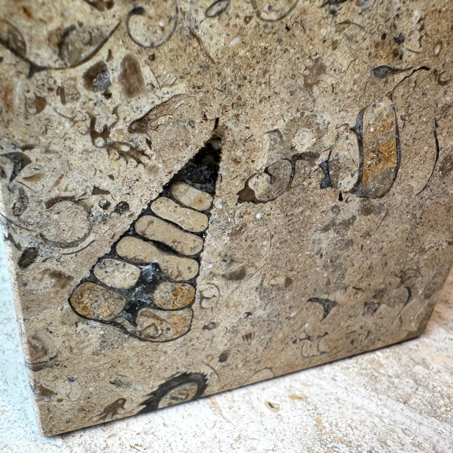 Vintage Fossil Stone Storage Box