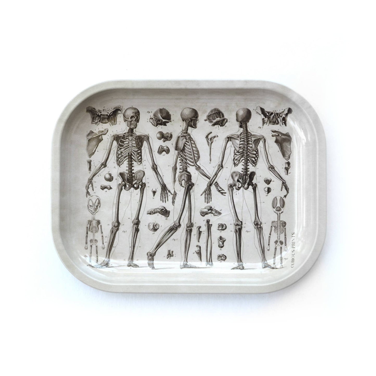 Metal Skeleton Diagram Trinket Tray