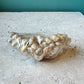Vintage Seashell Cocktail Pick Set in Clam Shell Holder