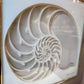 Vintage 1970's Framed 3D Paper Sculpture Shell Artwork by Rebecca Melville Miller for Greg Copeland