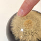 Vintage Lucite Dandelion Dome Paperweight