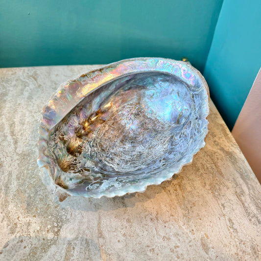 Medium Vintage Natural Abalone Shell