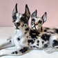 Vintage Porcelain Great Danes Resting Sculpture by Giovanni Ronzan