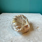Vintage Seashell Cocktail Pick Set in Clam Shell Holder