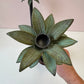 Vintage Pair of Palm Tree Candle Stick Holders