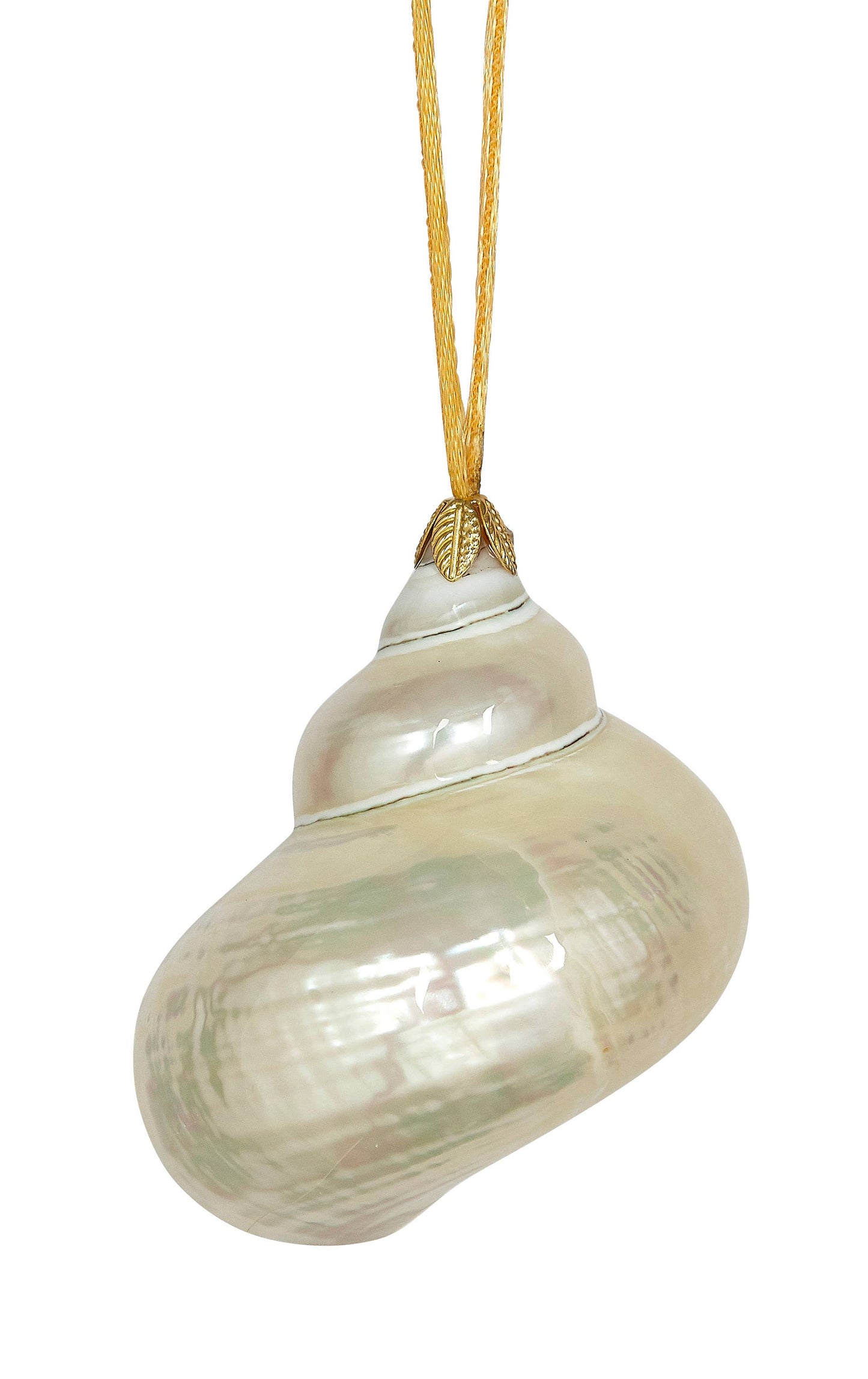 Large 3-3.5" Authentic Shell Ornament