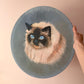 Vintage Original Circular Ragdoll Cat Portrait