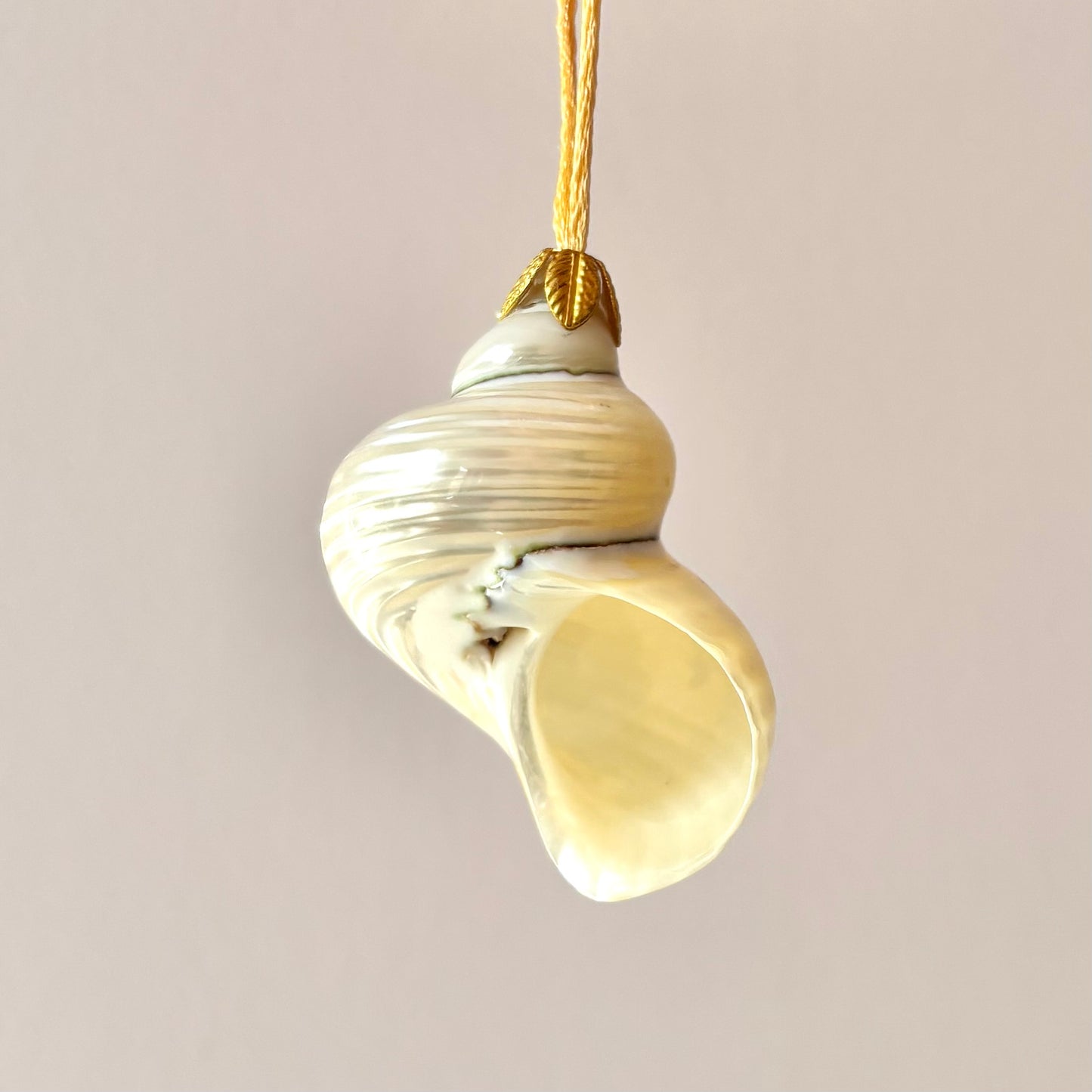 Medium Authentic Shell Ornament
