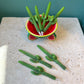 Saguaro Cactus Pen