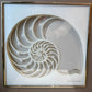 Vintage 1970's Framed 3D Paper Sculpture Shell Artwork by Rebecca Melville Miller for Greg Copeland