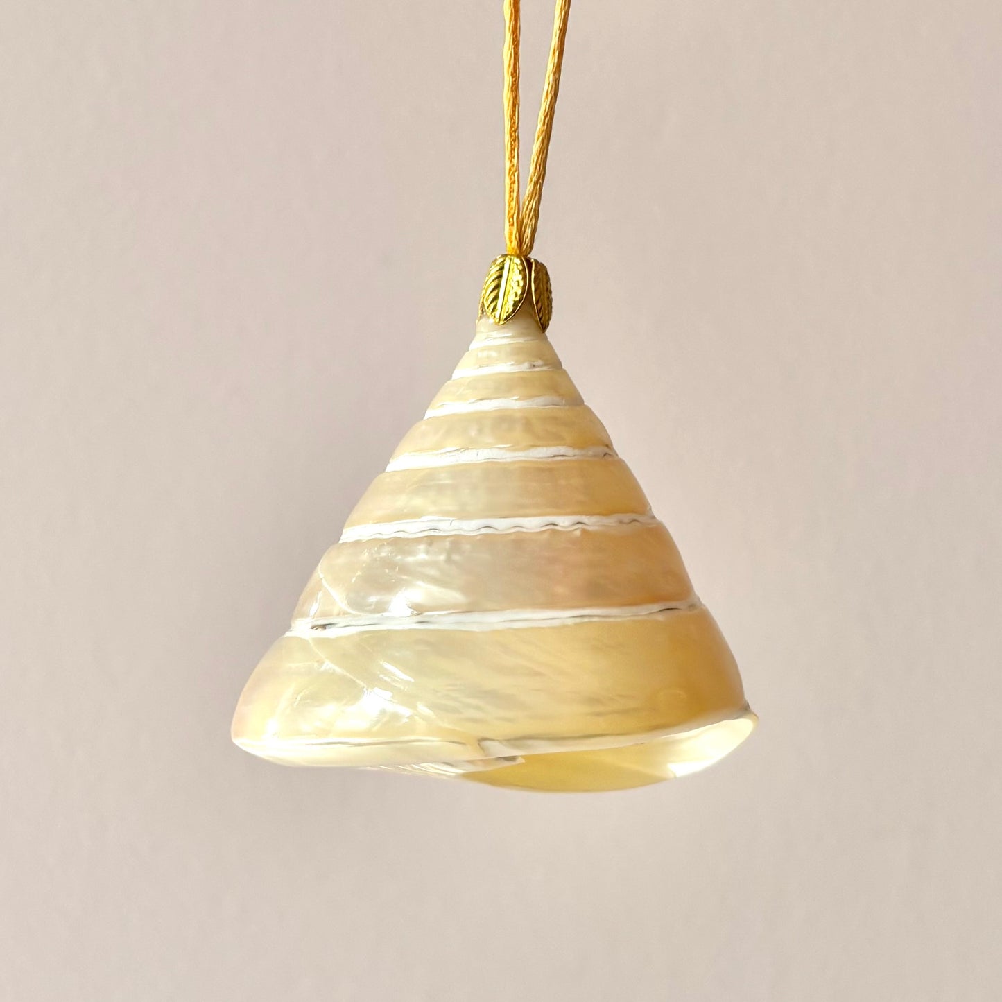 Large Authentic Trochus Shell Ornament