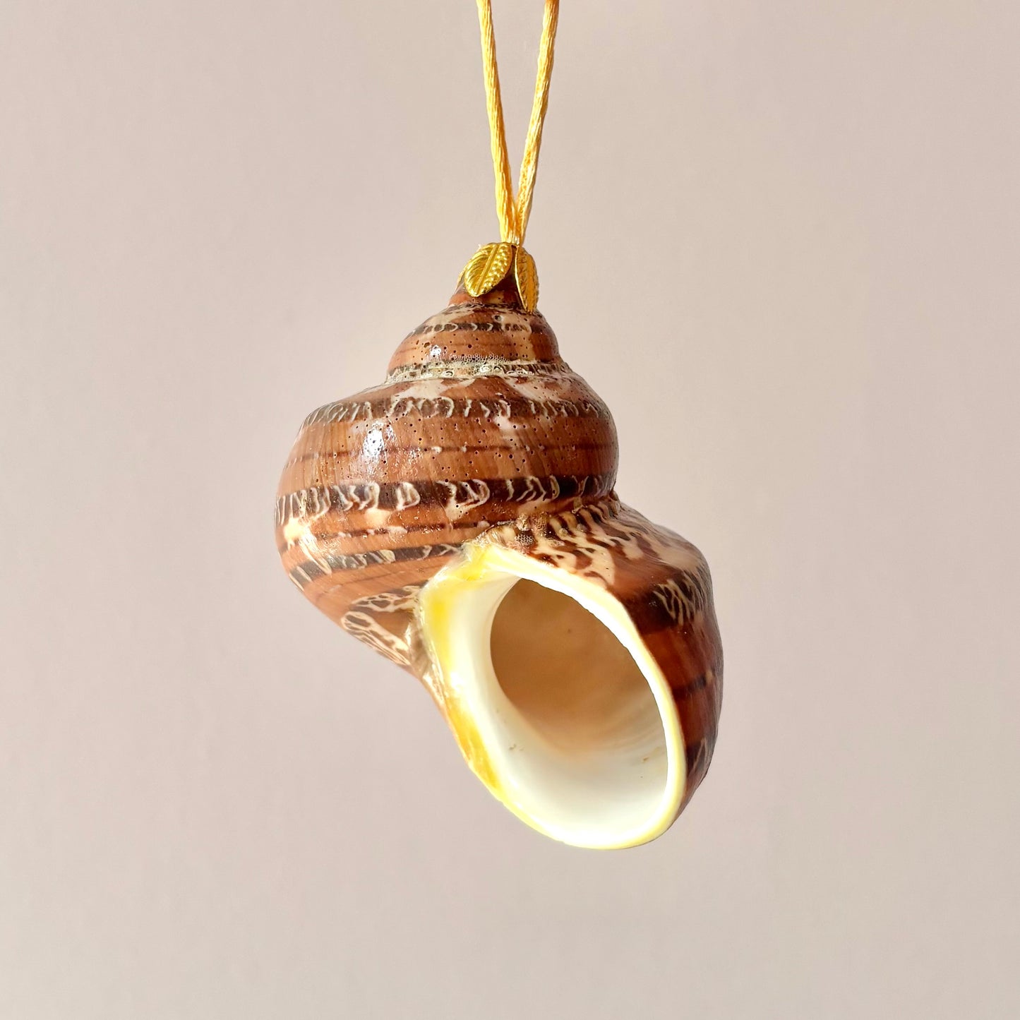 Medium Authentic Shell Ornament