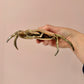 Vintage Brass Crab Ashtray