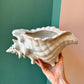 Vintage Ceramic Shell Planter