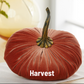 Large Handmade Velvet Pumpkins